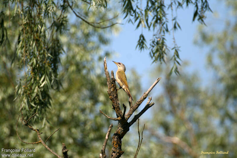 Grey-headed Woodpeckeradult, habitat