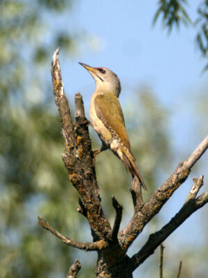 Grey-headed Woodpecker 
&copy; Fran�oise Folliard