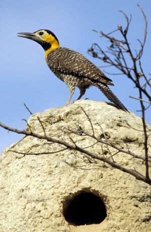 Campo Flicker