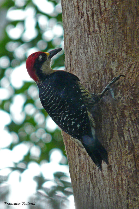 Black-cheeked Woodpeckeradult, identification, Behaviour