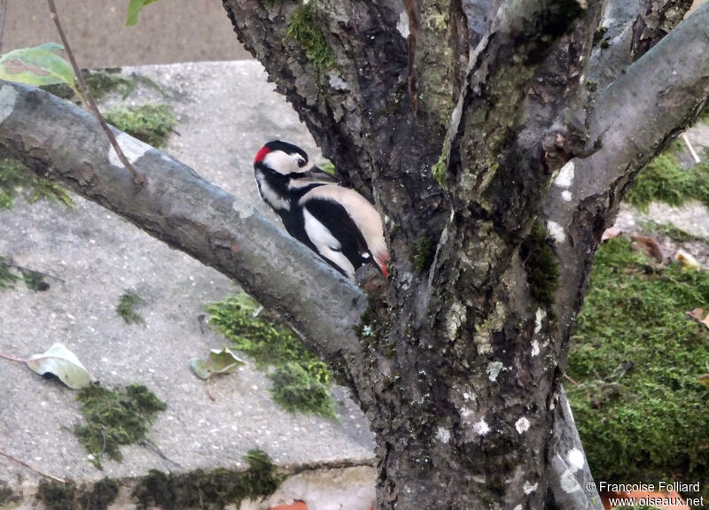 Great Spotted Woodpecker male, eats