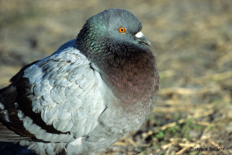Pigeon bisetadulte, identification, Comportement