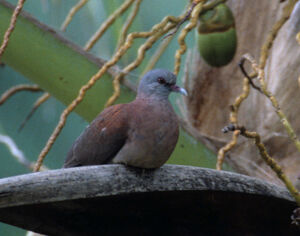 Malagasy Turtle Dove