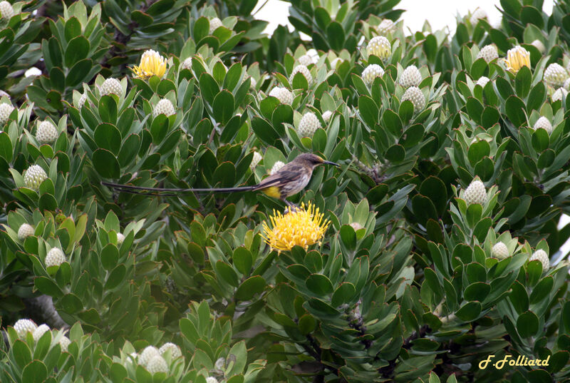 Cape Sugarbird male adult, identification