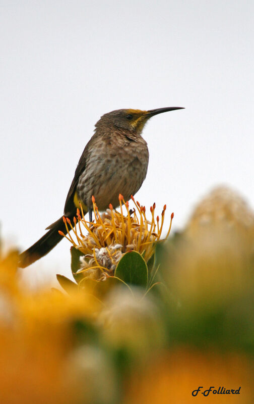 Cape Sugarbird female adult, identification