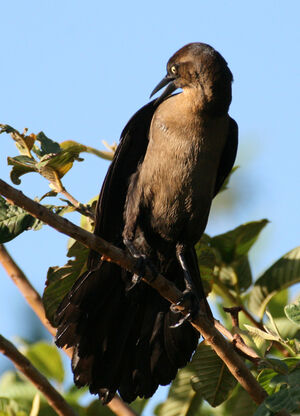 Great-tailed Grackle