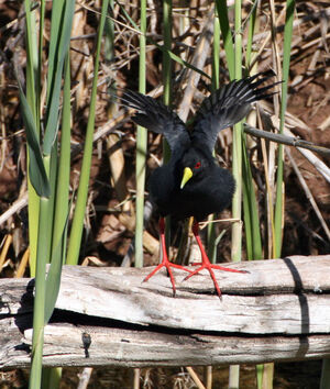 Black Crake