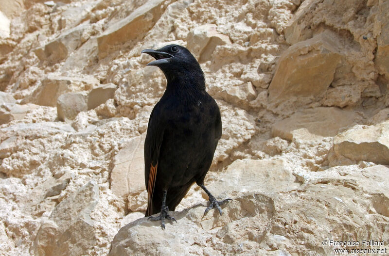 Tristram's Starling, identification, Behaviour