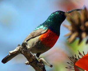 Greater Double-collared Sunbird
