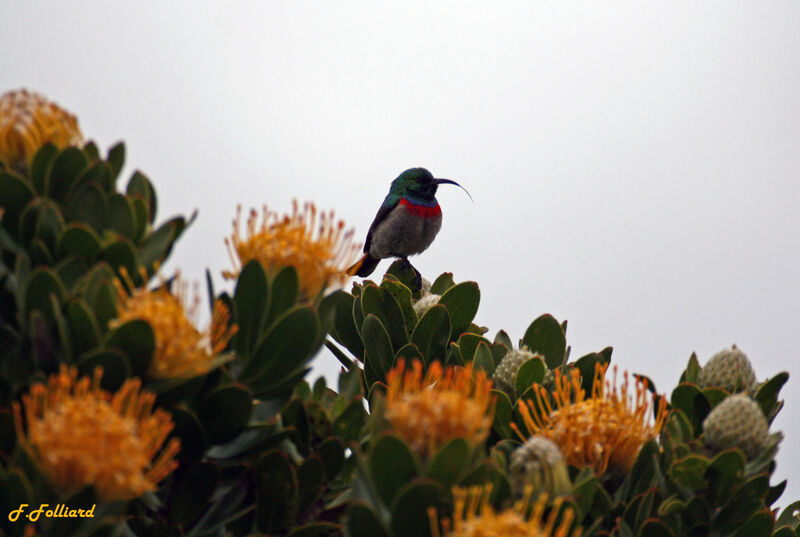 Southern Double-collared Sunbird male adult, identification