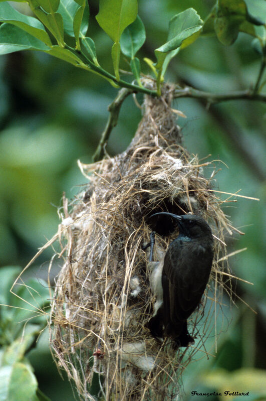 Seychelles Sunbird, Reproduction-nesting