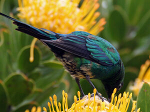 Malachite Sunbird