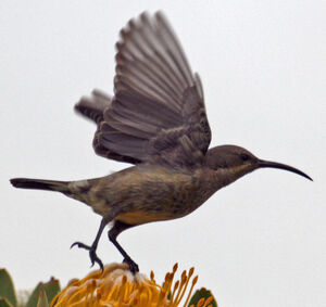 Malachite Sunbird