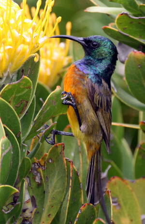 Orange-breasted Sunbird