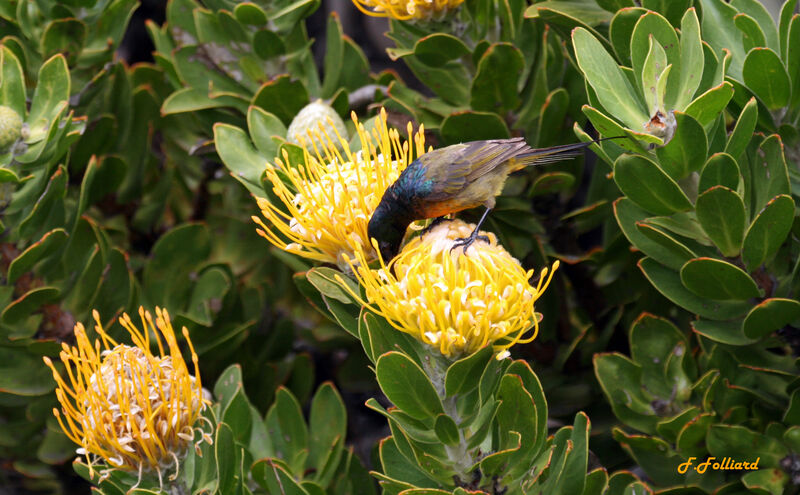 Orange-breasted Sunbird male adult, identification, feeding habits
