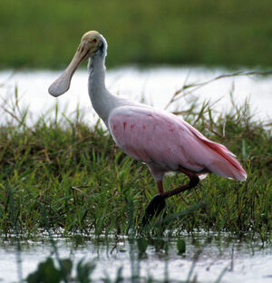 Roseate Spoonbill