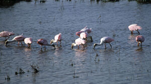 Roseate Spoonbill