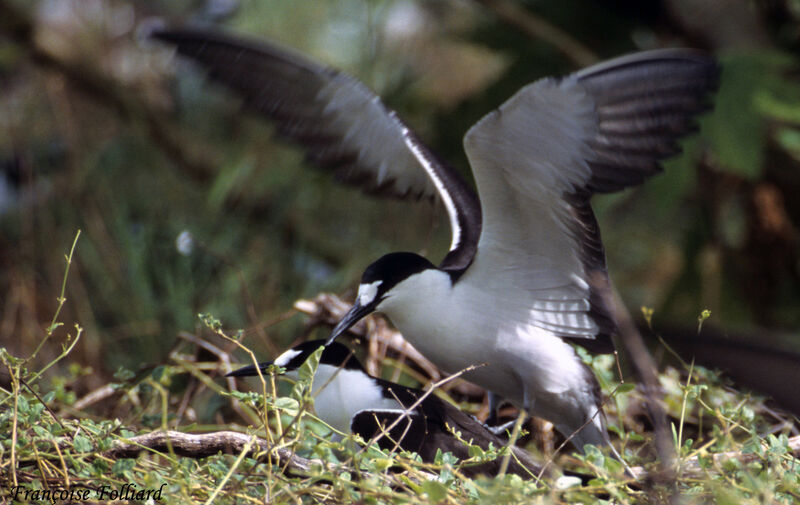 Sooty Tern adult, Behaviour