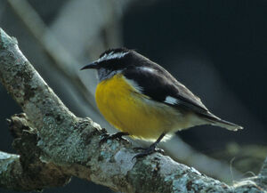Sucrier � ventre jaune