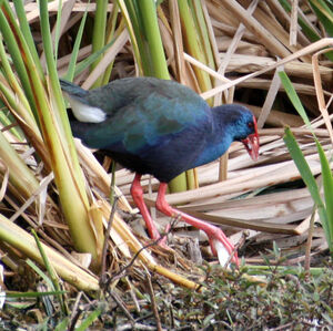 African Swamphen
