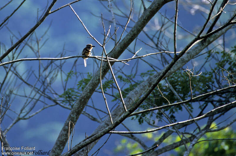 Russet-throated Puffbird, habitat, Behaviour