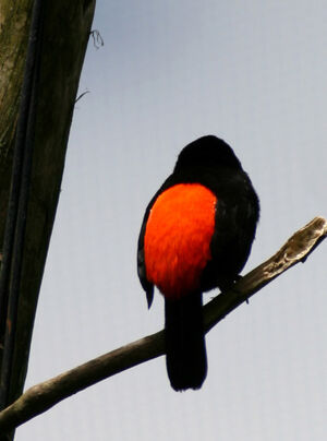 Passerini's Tanager