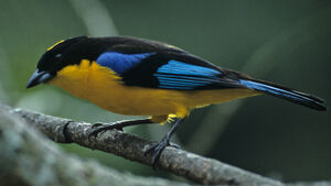 Tangara � nuque jaune
