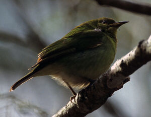 Palm Tanager