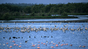 Wood Stork
