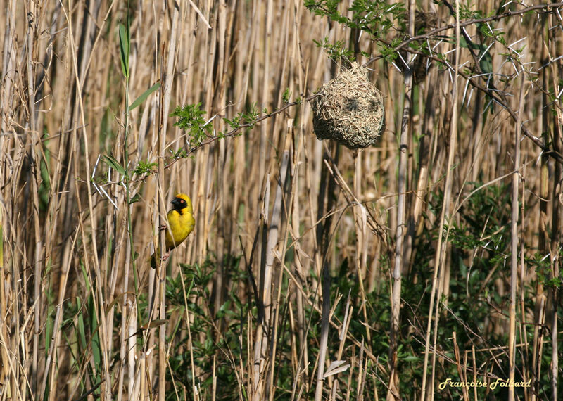 Southern Masked Weaver male adult, identification