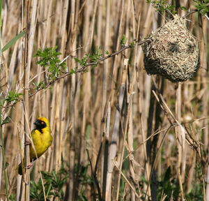 Southern Masked Weaver