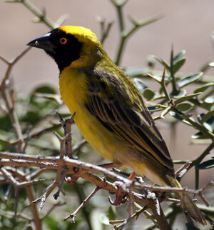 Southern Masked Weaver