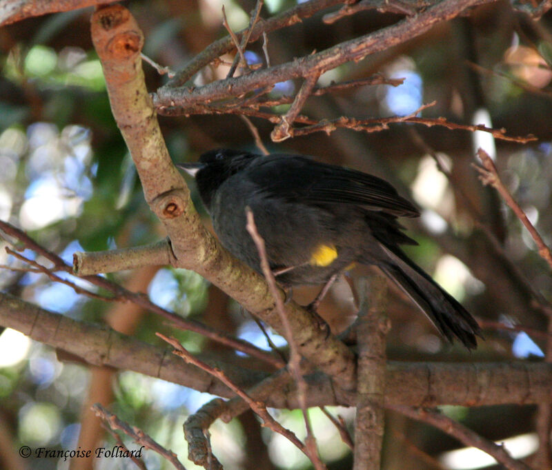 Yellow-thighed Finchadult, identification
