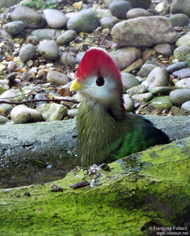 Red-crested Turaco, identification
