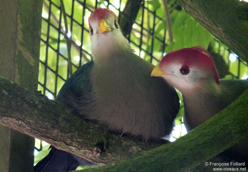 Red-crested Turaco , identification