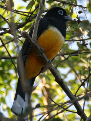 Trogon � t�te noire