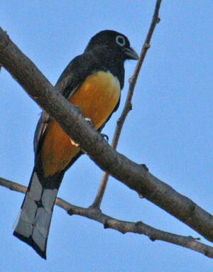 Trogon � t�te noire