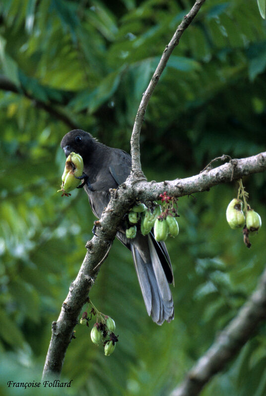 Seychelles Black Parrotadult, feeding habits