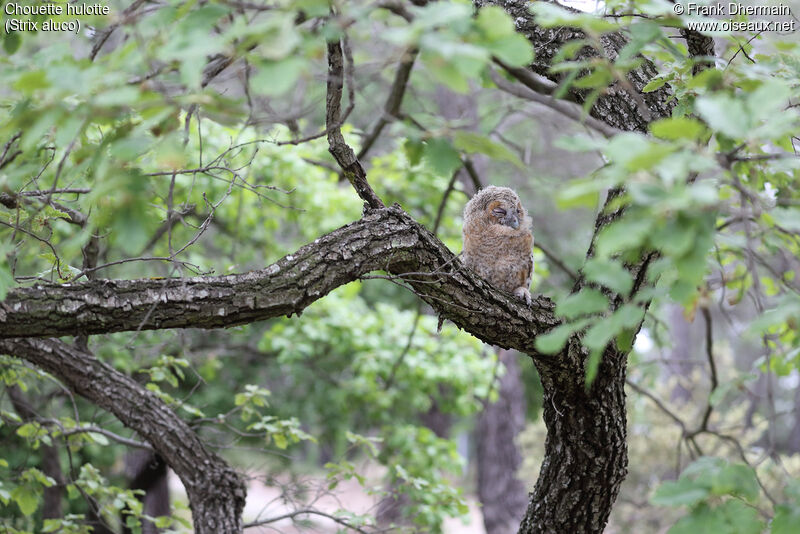 Tawny OwlPoussin, habitat