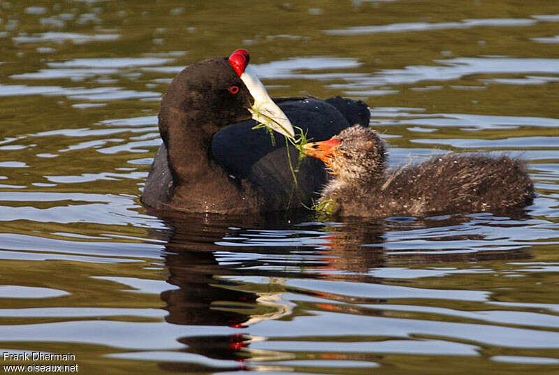 Red-knobbed Coot, pigmentation, feeding habits, Reproduction-nesting