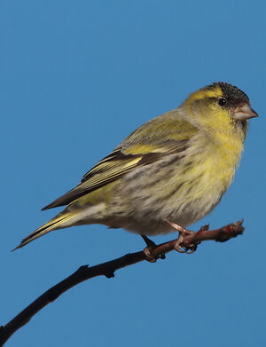 Eurasian Siskin 
&copy; Frank Dhermain