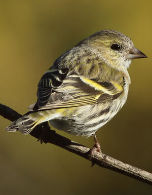 Eurasian Siskin 
&copy; Frank Dhermain