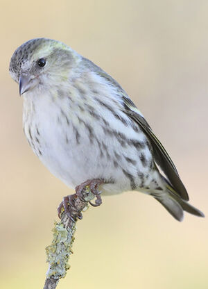 Eurasian Siskin 
&copy; Frank Dhermain