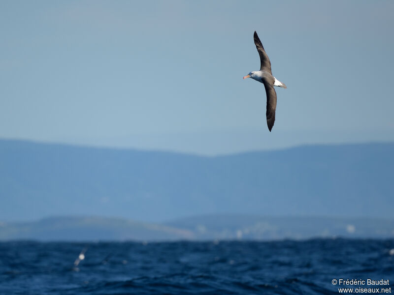 Black-browed Albatrossadult, Flight