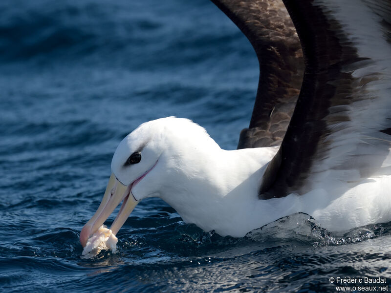 Albatros à sourcils noirsadulte, portrait, nage, mange