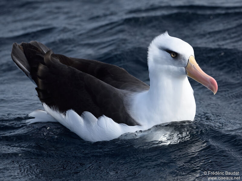 Albatros de l'île Campbelladulte, nage