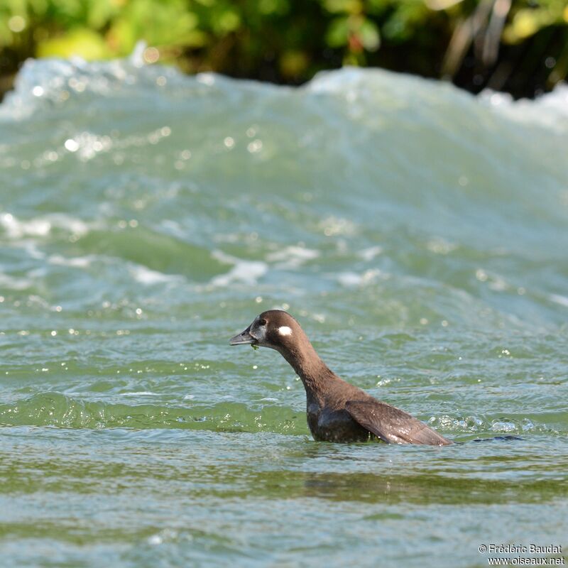 Harlequin Duck, identification, swimming