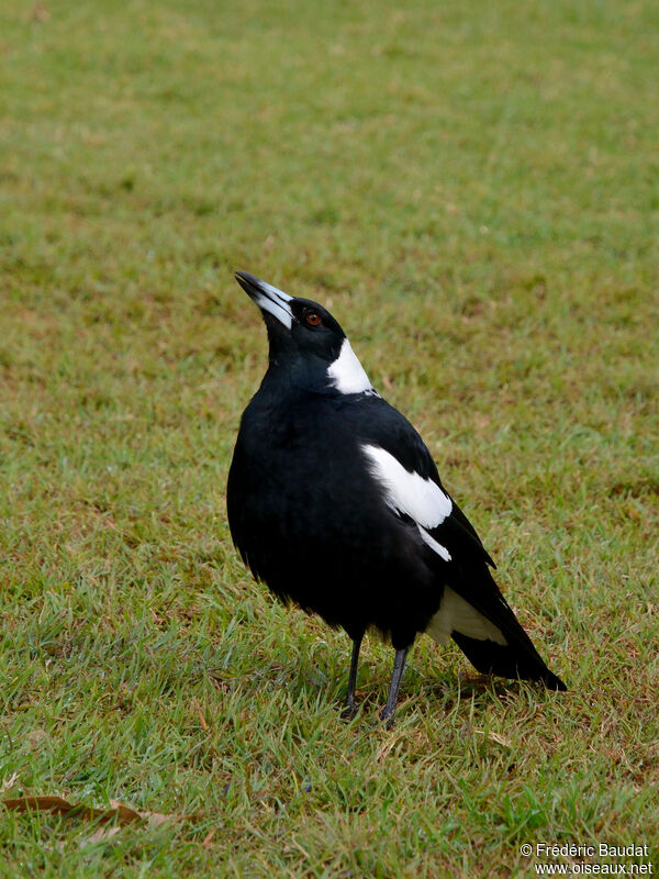 Australian Magpie male adult, song
