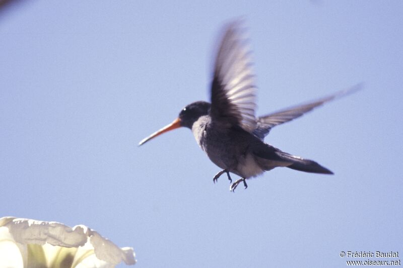 Dusky Hummingbird