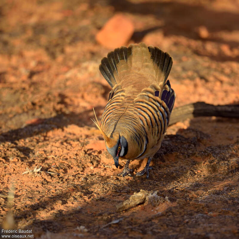 Spinifex Pigeonadult, courting display